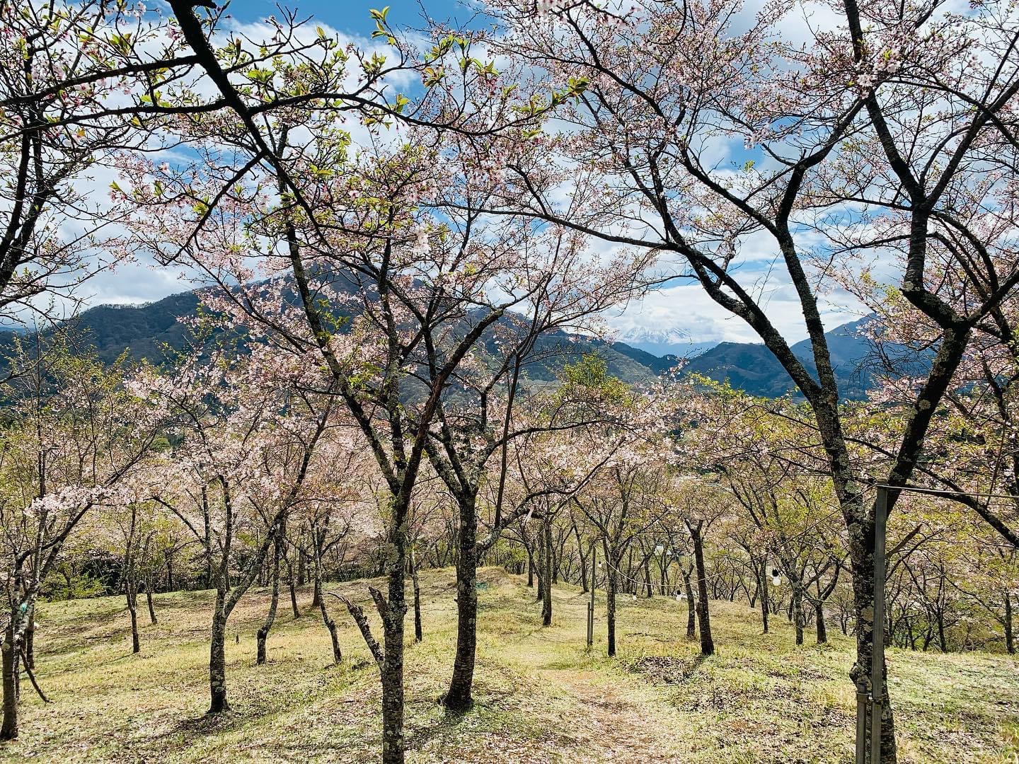秀麗富嶽十二景　3000本の桜・お伊勢山～花咲山縦走